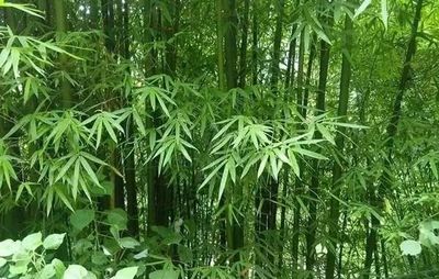 四季竹的特点